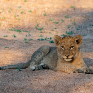 Lion 048