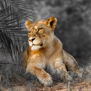 Lion 047