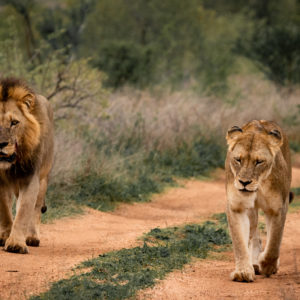 Lion 046