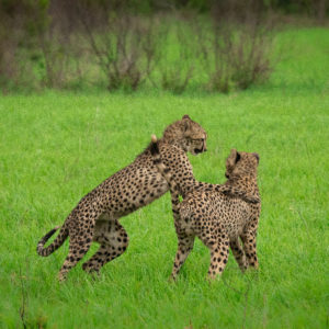 Cheetah 012